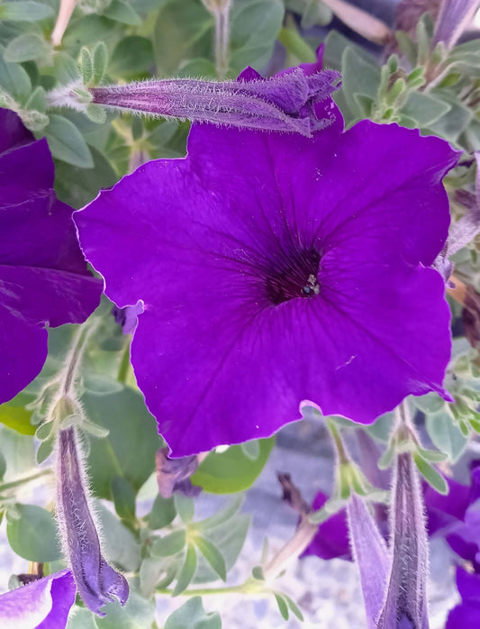 Petunie (Petunia) violett-blau T12