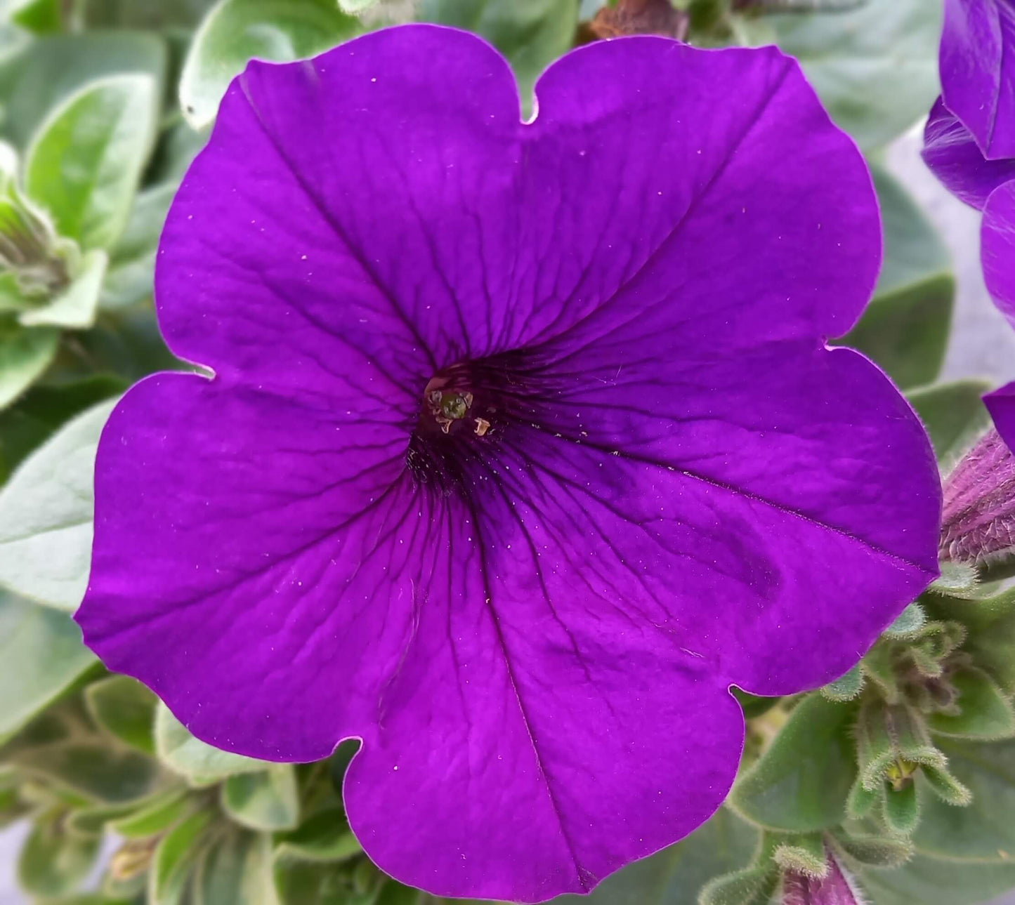 Petunie (Petunia) in verschiedenen Farben