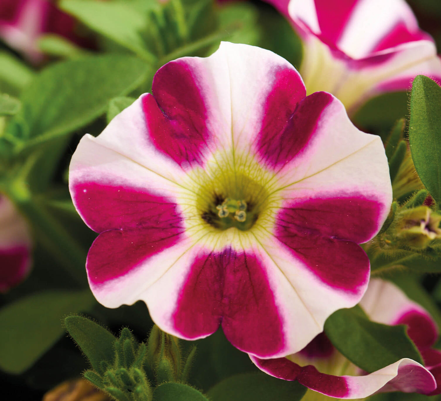 Petunie (Petunia) im Spar-Set | 6 Pflanzen