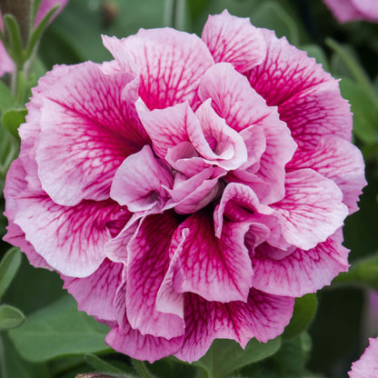 Petunie (Petunia) im Spar-Set | 6 Pflanzen