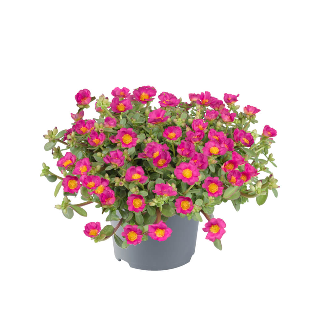 Portulak-Röschen (Portulaca oleracea) 'Pazzaz Nano™' in verschiedenen Farben