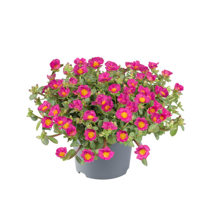 Portulak-Röschen (Portulaca oleracea) 'Pazzaz Nano™' in verschiedenen Farben