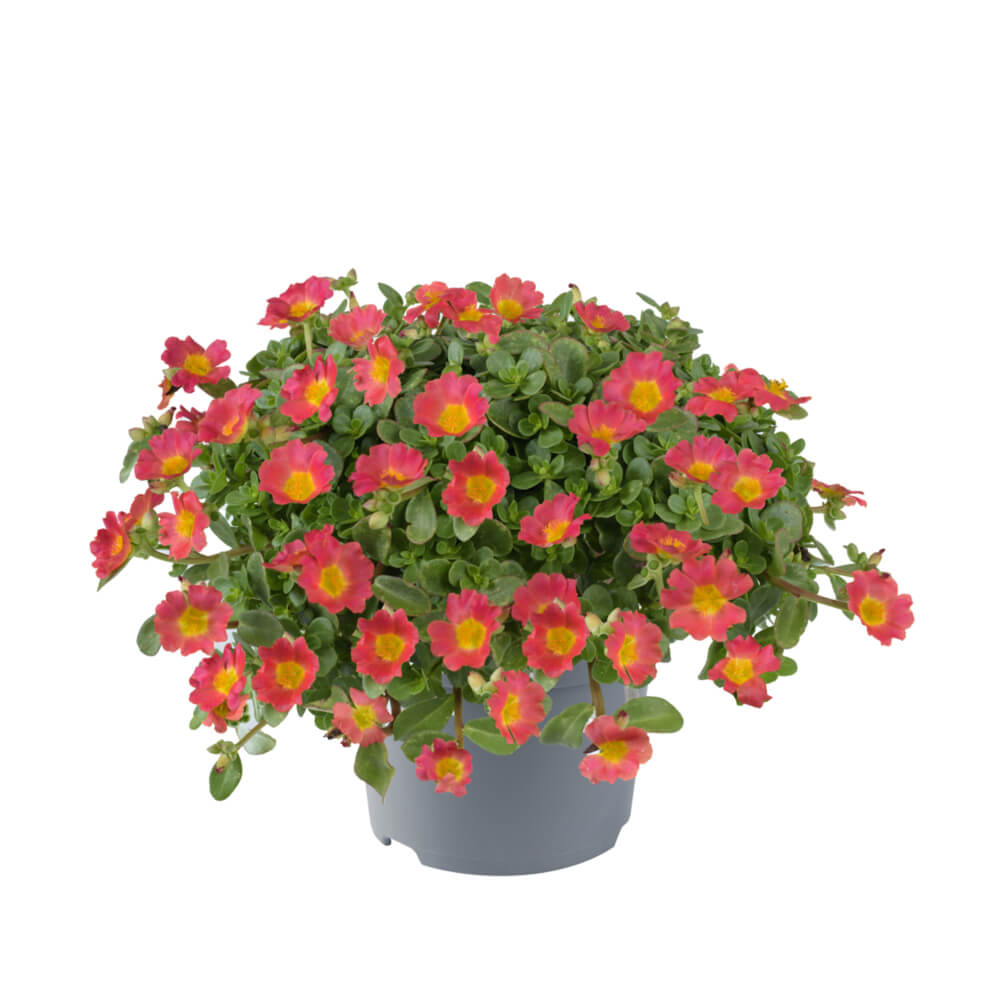 Portulak-Röschen (Portulaca oleracea) 'Pazzaz Nano™' in verschiedenen Farben