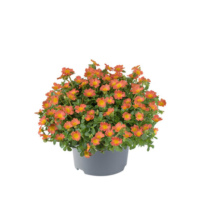 Portulak-Röschen (Portulaca oleracea) 'Pazzaz Nano™' in verschiedenen Farben