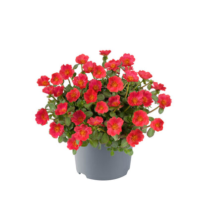 Portulak-Röschen (Portulaca oleracea) 'Pazzaz Nano™' in verschiedenen Farben