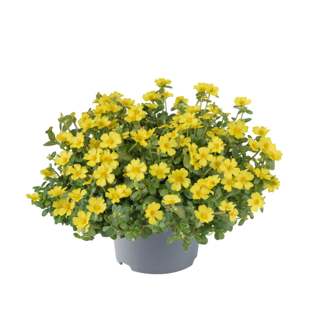 Portulak-Röschen (Portulaca oleracea) 'Pazzaz Nano™' in verschiedenen Farben