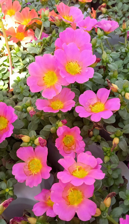 Portulak-Röschen (Portulaca oleracea) 'Pazzaz Nano™' in verschiedenen Farben