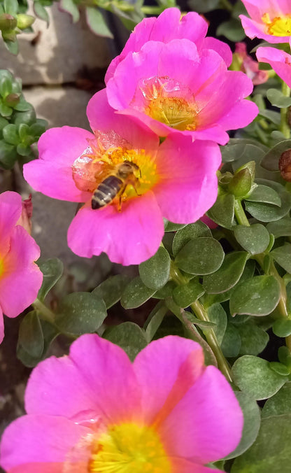 Portulak-Röschen (Portulaca oleracea) 'Pazzaz Nano™' in verschiedenen Farben