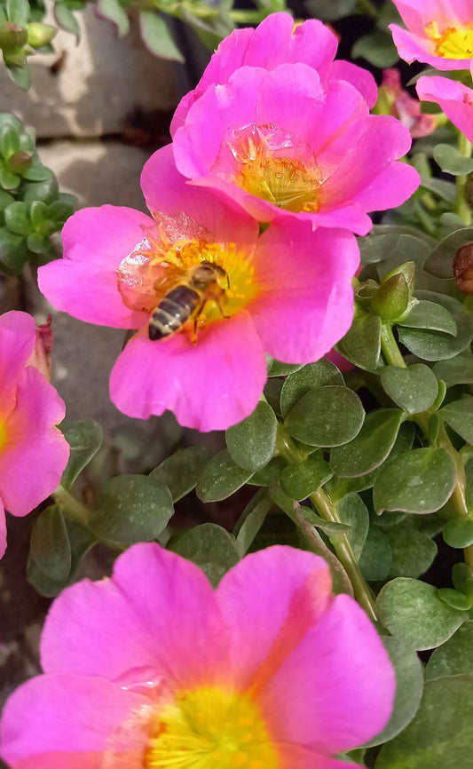 Portulak-Röschen (Portulaca oleracea) 'Pazzaz Nano™' in verschiedenen Farben