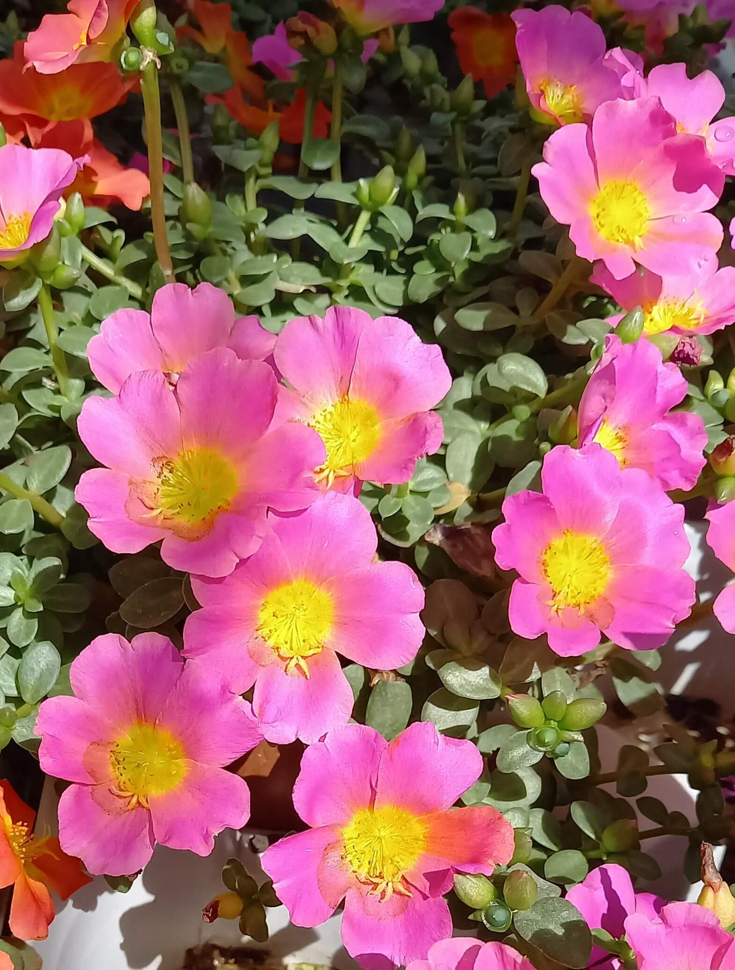 Portulak-Röschen (Portulaca oleracea) 'Pazzaz Nano™' in verschiedenen Farben