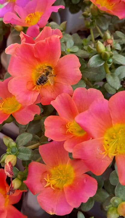Portulak-Röschen (Portulaca oleracea) 'Pazzaz Nano™' in verschiedenen Farben