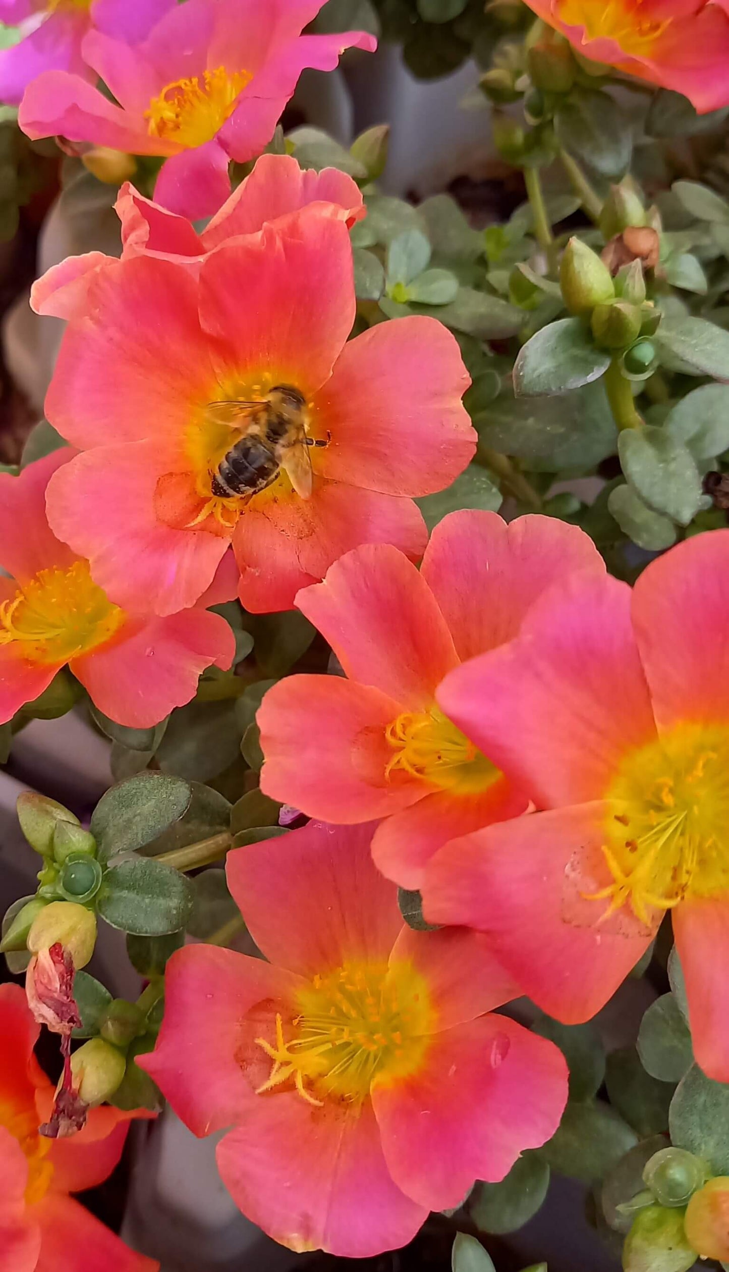 Portulak-Röschen (Portulaca oleracea) 'Pazzaz Nano™' in verschiedenen Farben