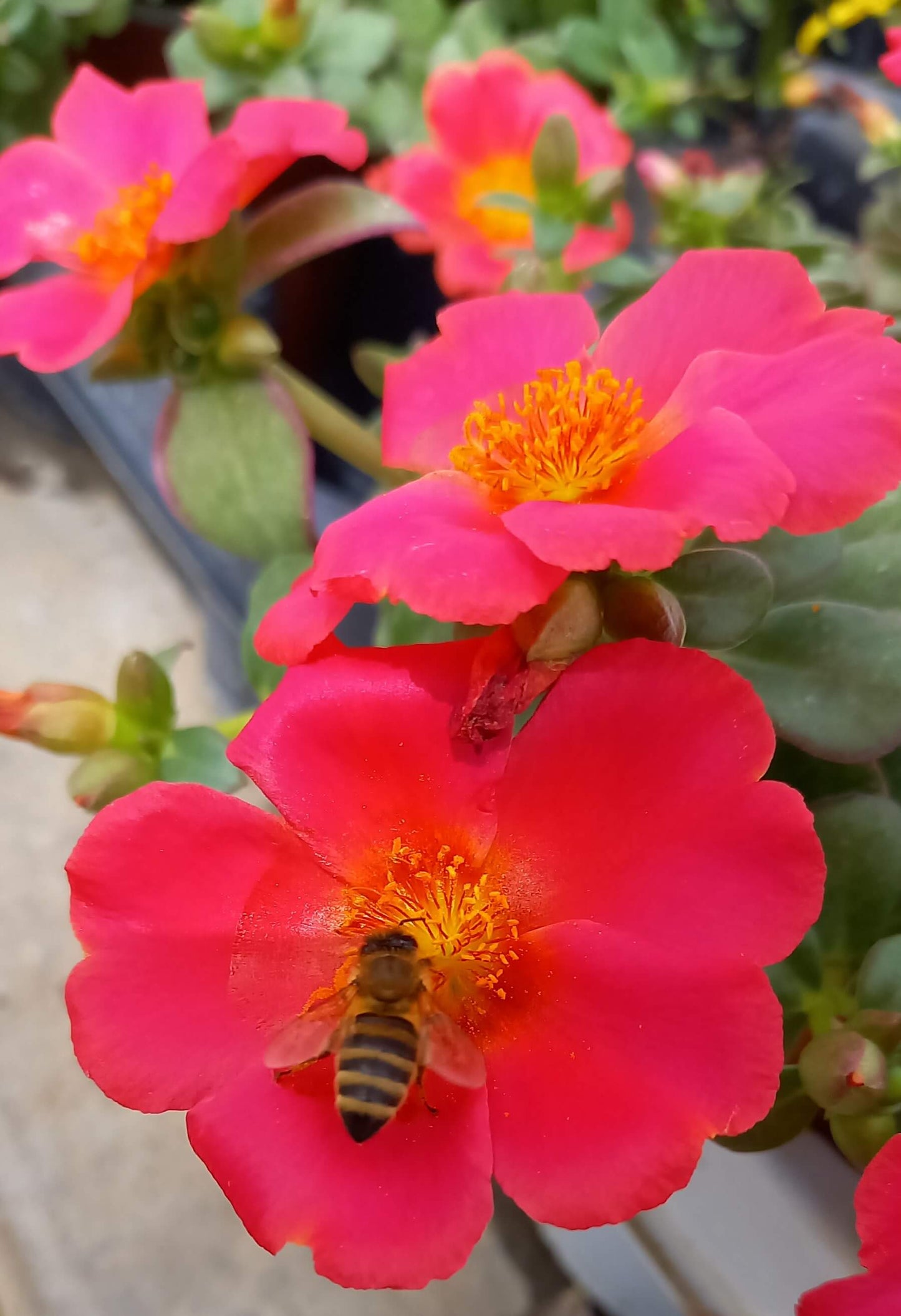 Portulak-Röschen (Portulaca oleracea) 'Pazzaz Nano™' in verschiedenen Farben