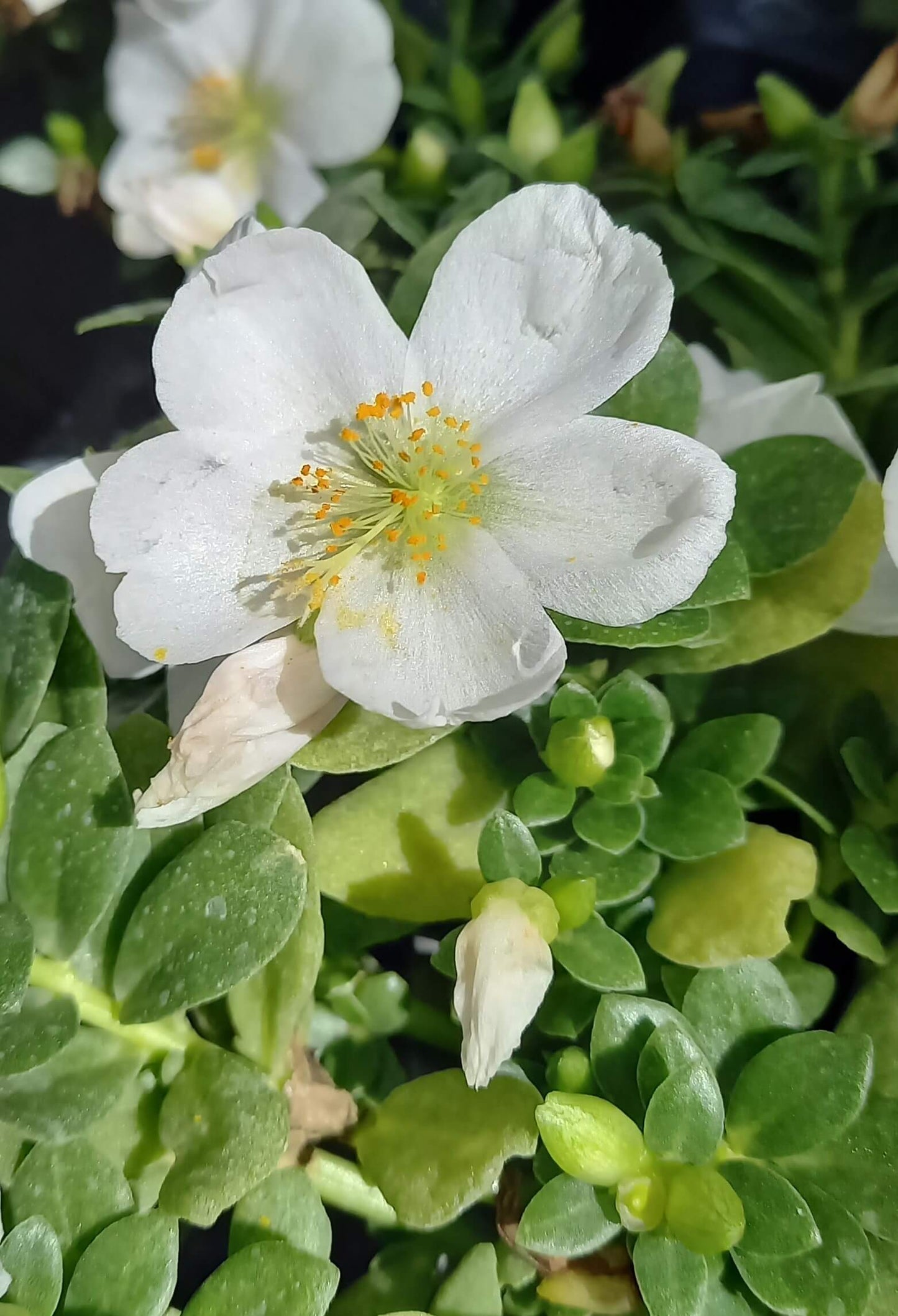 Portulak-Röschen (Portulaca oleracea) 'Pazzaz Nano™' in verschiedenen Farben