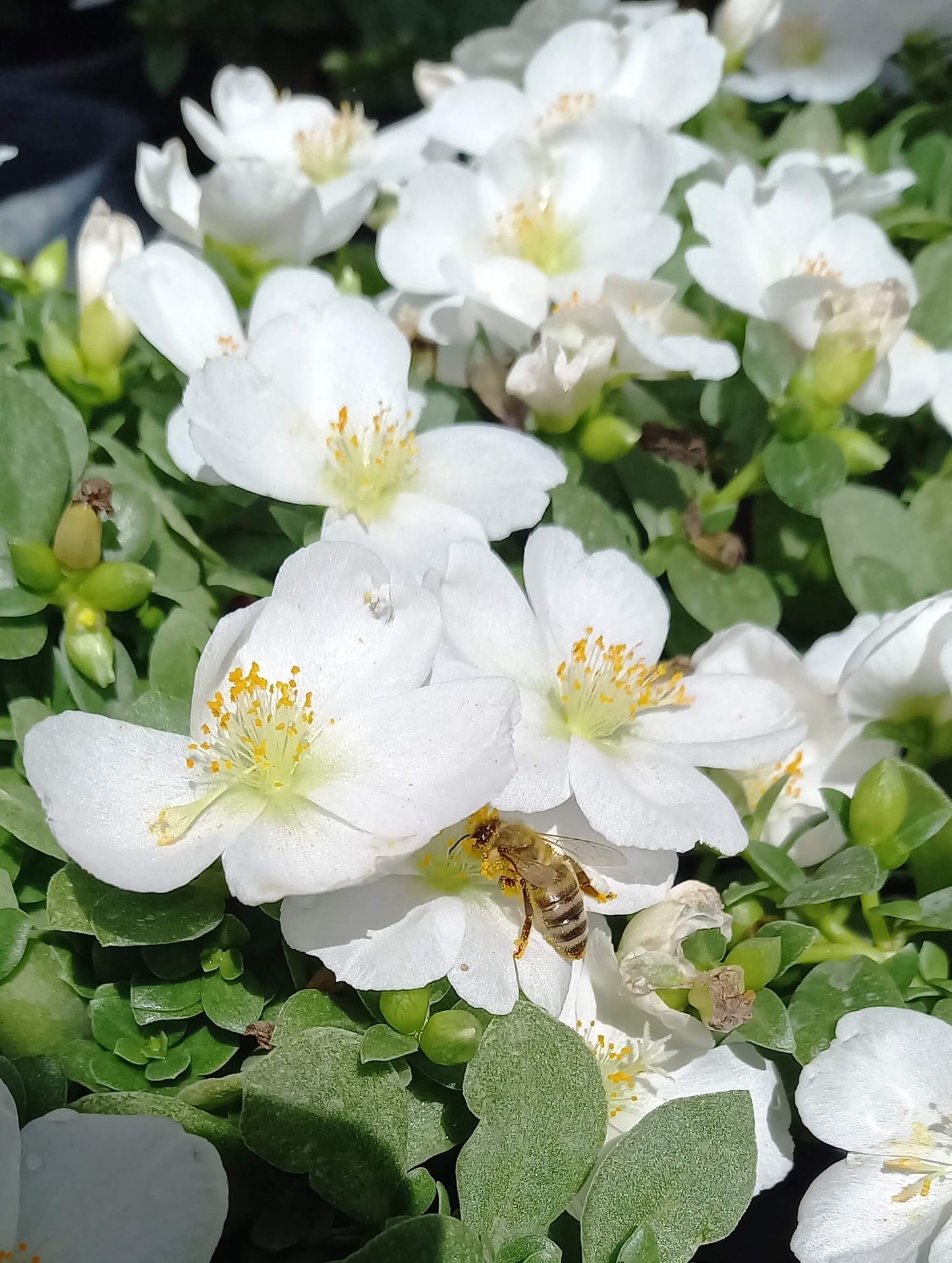 Portulak-Röschen (Portulaca oleracea) 'Pazzaz Nano™' in verschiedenen Farben