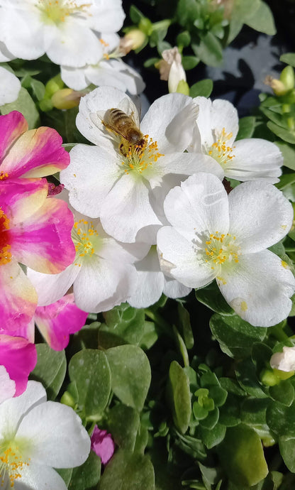 Portulak-Röschen (Portulaca oleracea) 'Pazzaz Nano™' in verschiedenen Farben