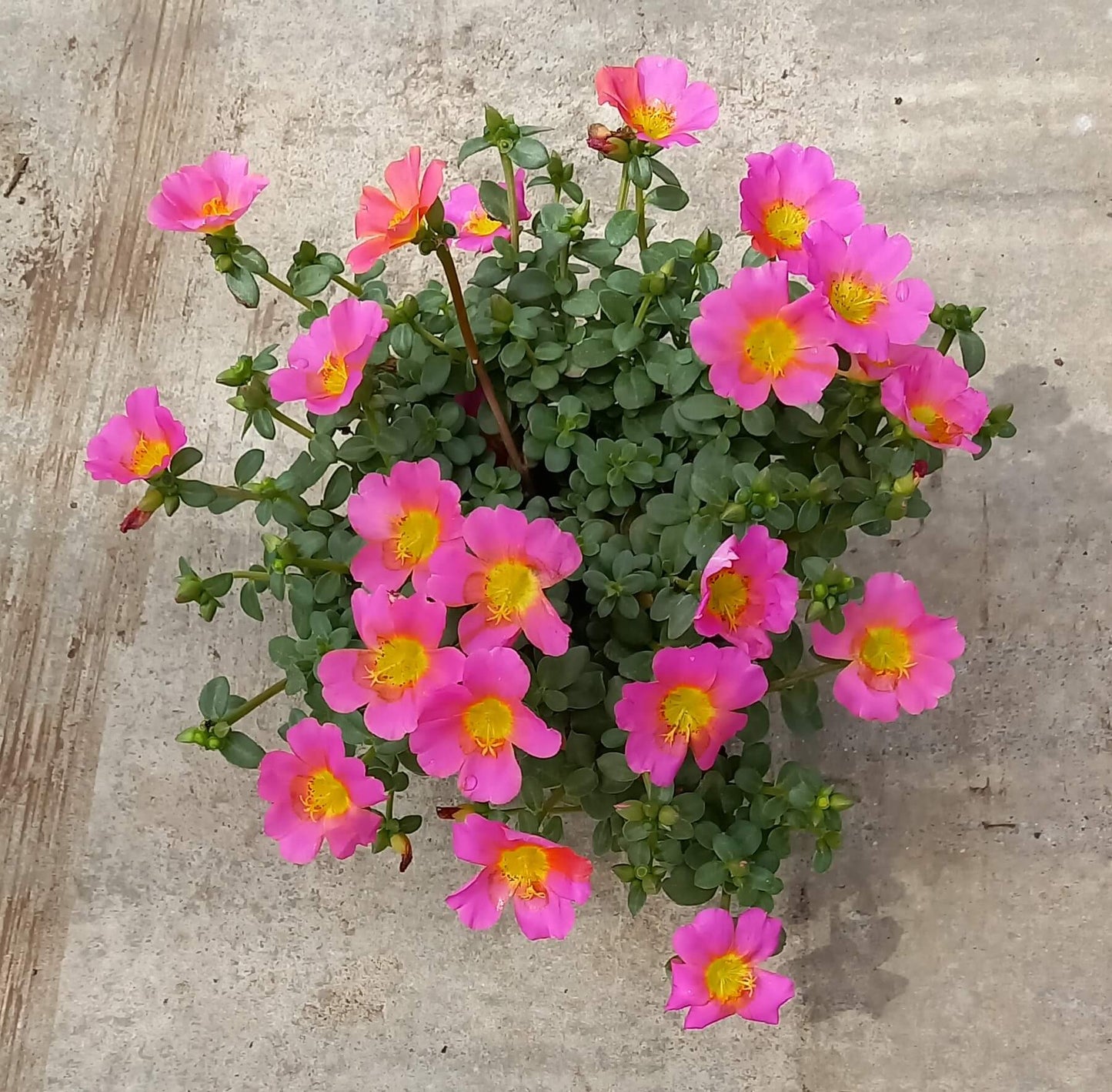 Portulak-Röschen (Portulaca oleracea) 'Pazzaz Nano™' in verschiedenen Farben