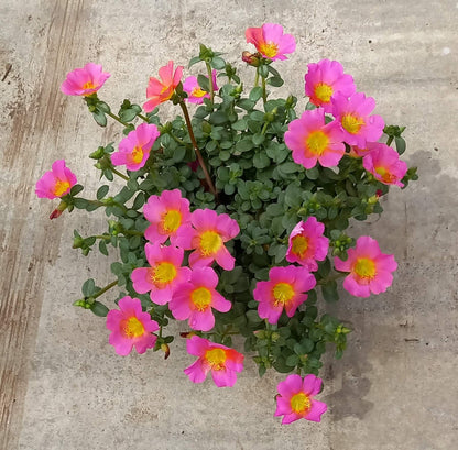 Portulak-Röschen (Portulaca oleracea) 'Pazzaz Nano™' in verschiedenen Farben