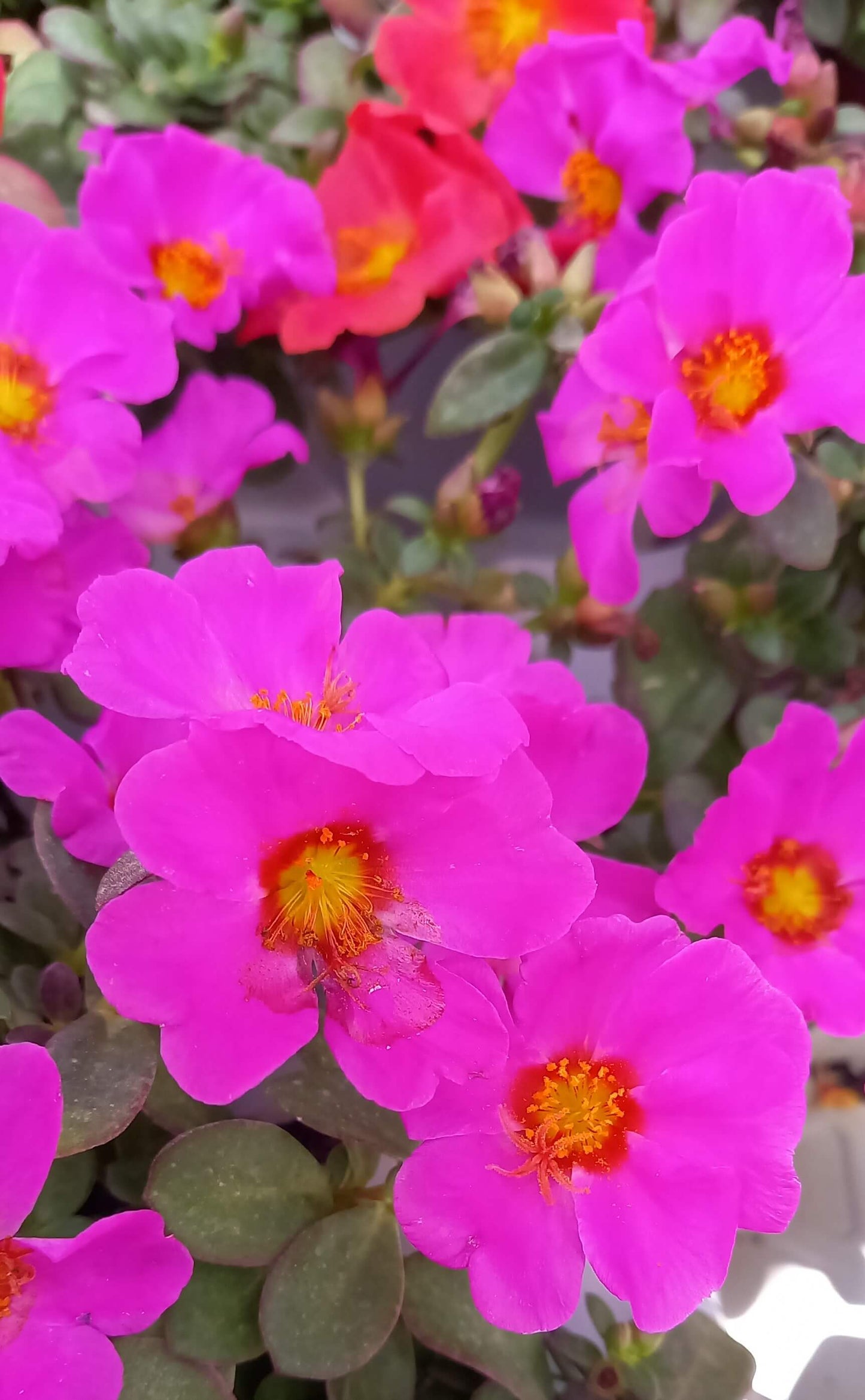 Portulak-Röschen (Portulaca oleracea) 'Pazzaz Nano™' in verschiedenen Farben