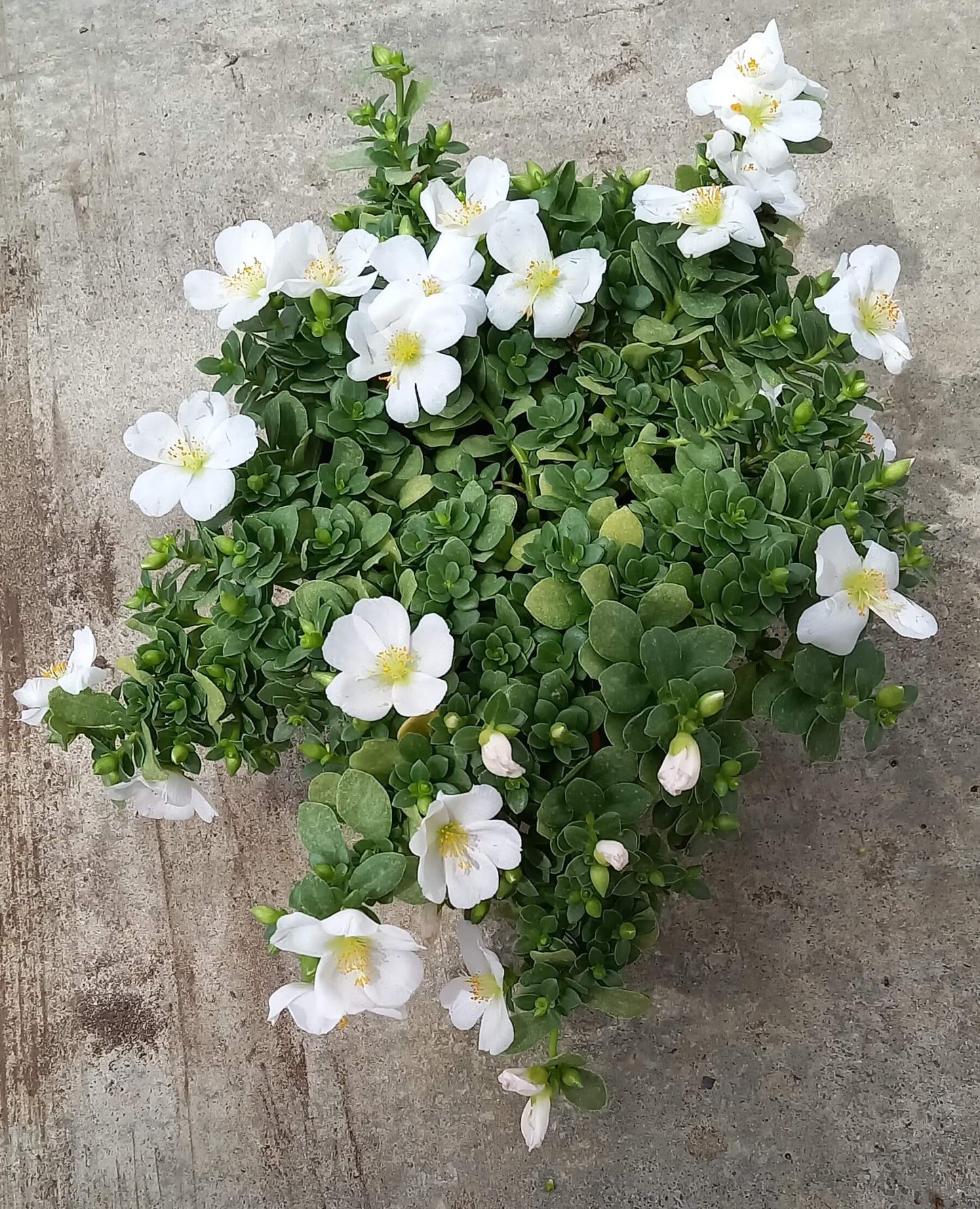 Portulak-Röschen (Portulaca oleracea) 'Pazzaz Nano™' in verschiedenen Farben