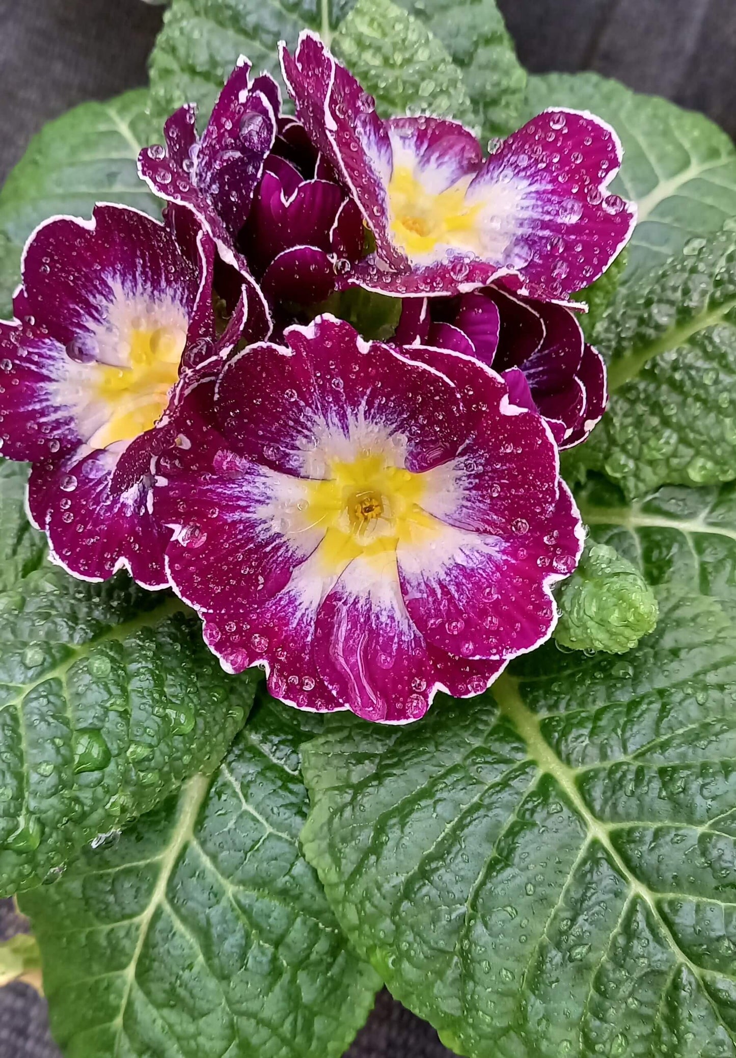Frühlingsprimel (Primula vulgaris) bunt im Set