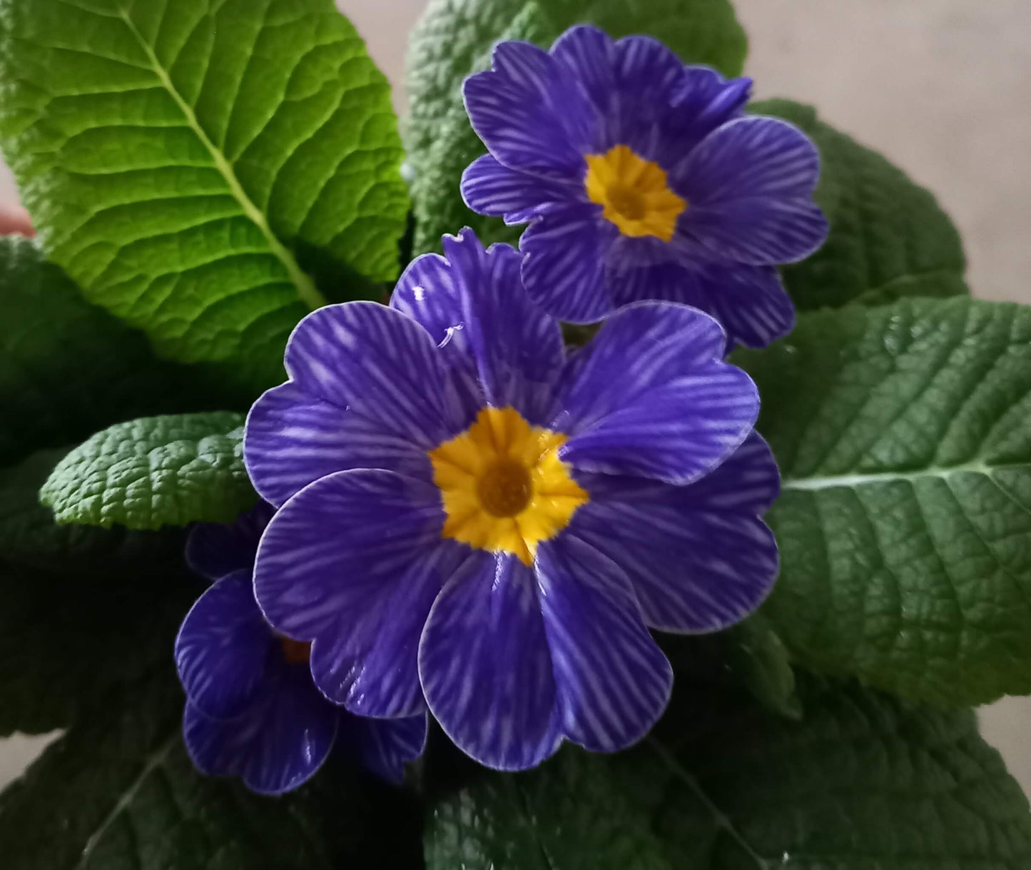 Frühlingsprimel (Primula vulgaris) bunt im Set