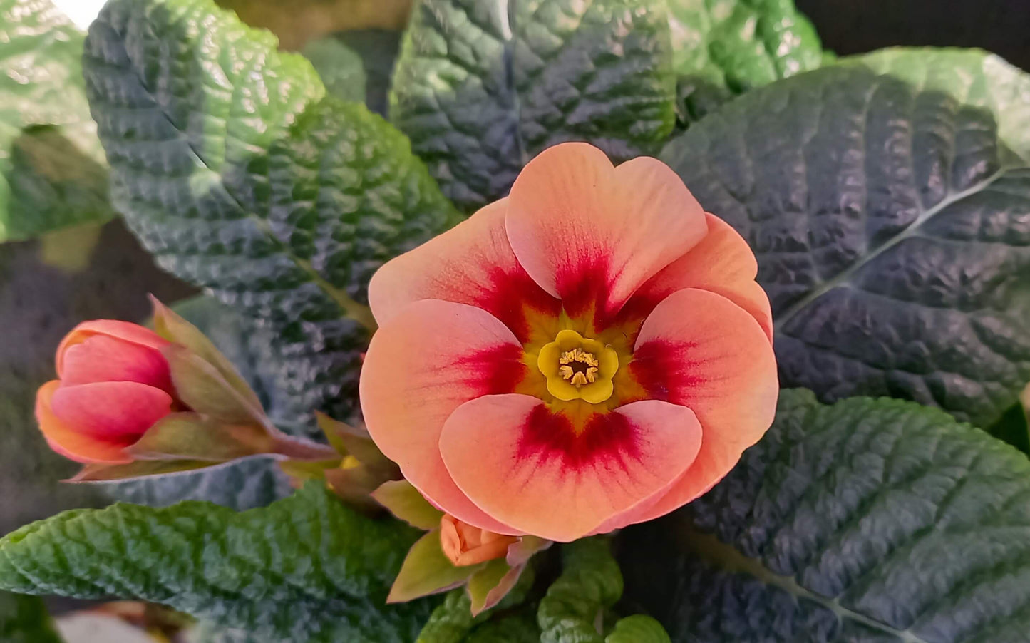 Frühlingsprimel (Primula vulgaris) bunt im Set