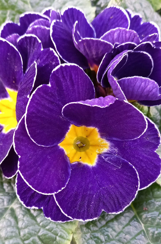 Frühlingsprimel (Primula vulgaris) bunt im Set