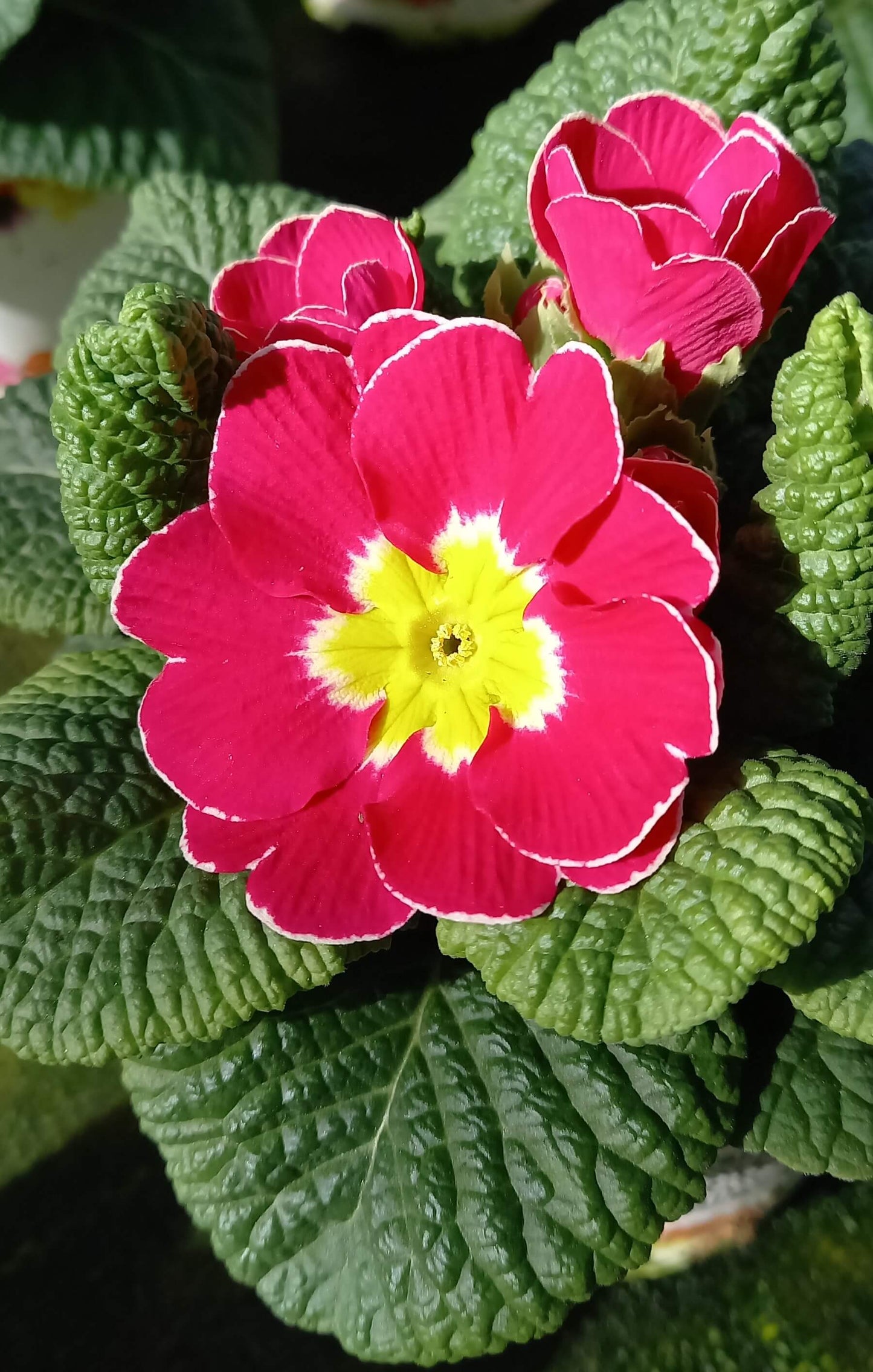 Frühlingsprimel (Primula vulgaris) bunt im Set