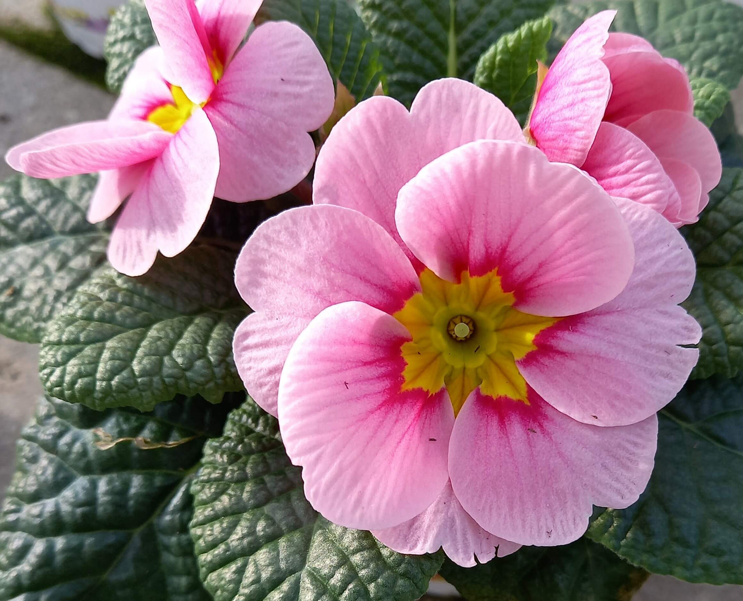 Frühlingsprimel (Primula vulgaris) bunt im Set