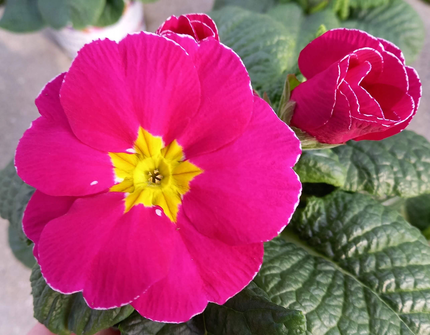 Frühlingsprimel (Primula vulgaris) bunt im Set