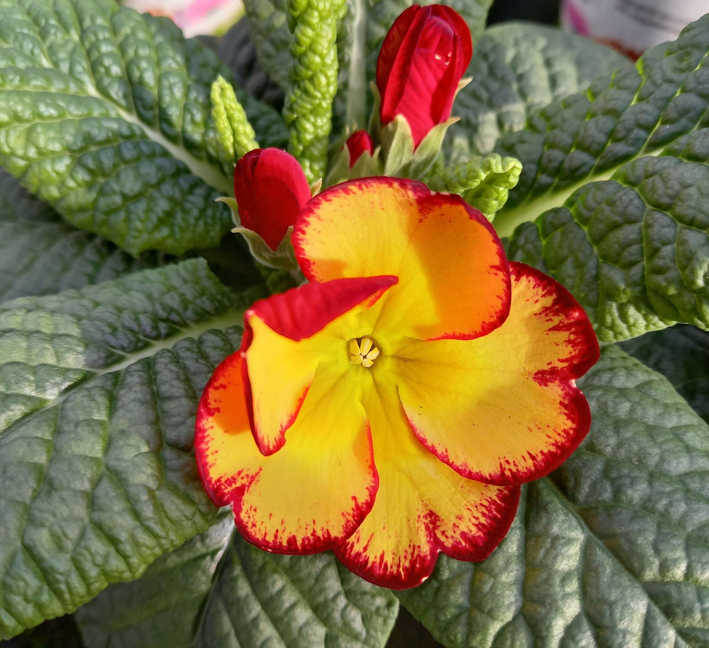 Frühlingsprimel (Primula vulgaris) bunt im Set