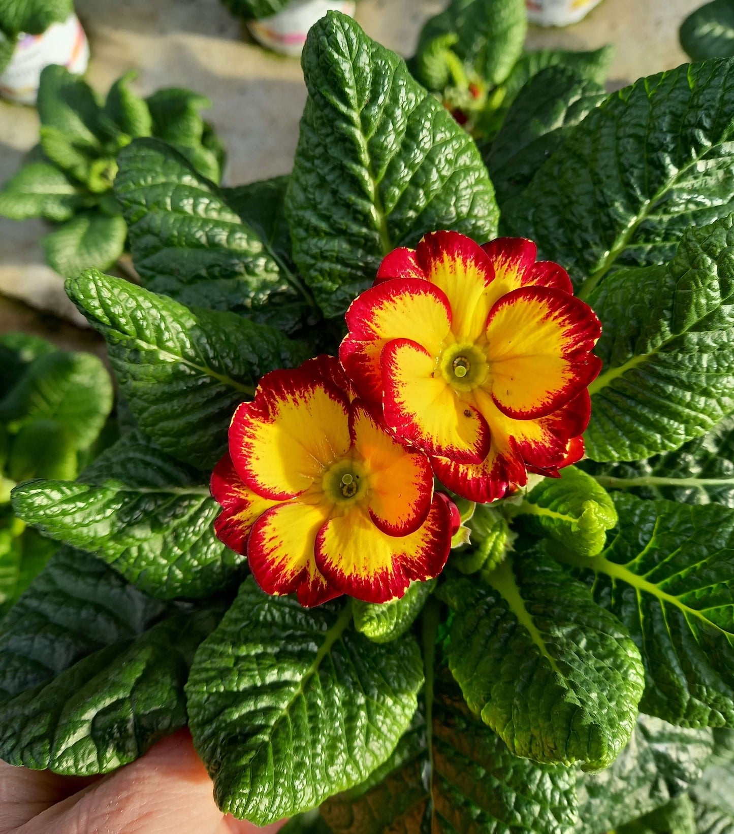 Frühlingsprimel (Primula vulgaris) bunt im Set