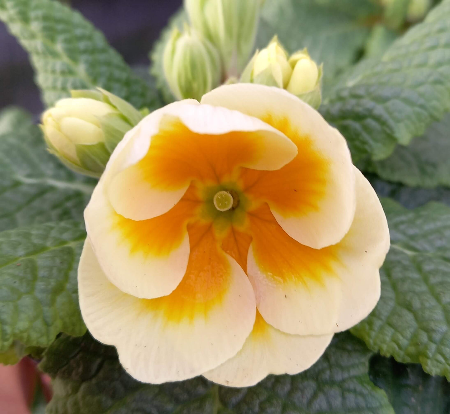 Frühlingsprimel (Primula vulgaris) bunt im Set