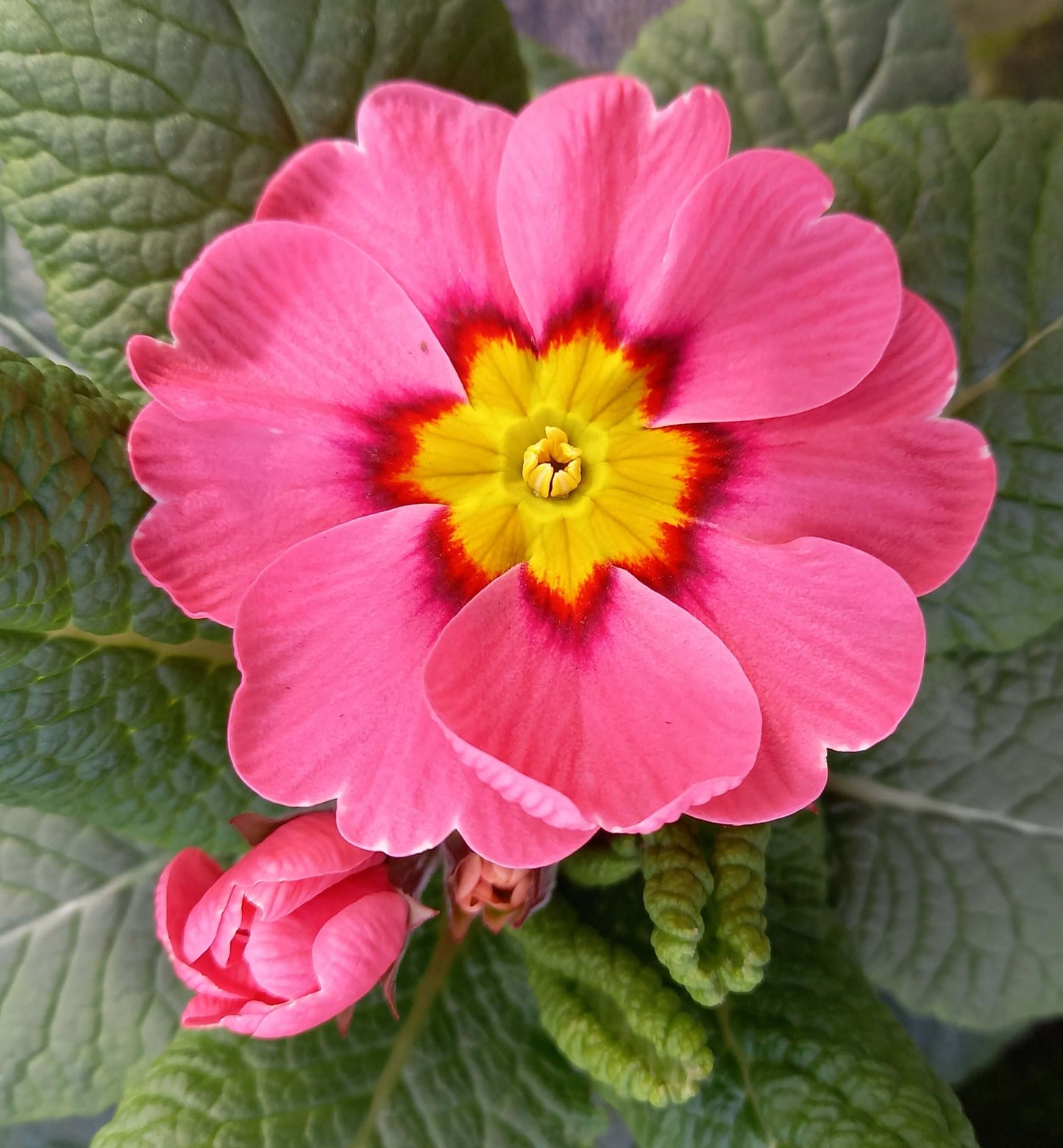 Frühlingsprimel (Primula vulgaris) bunt im Set