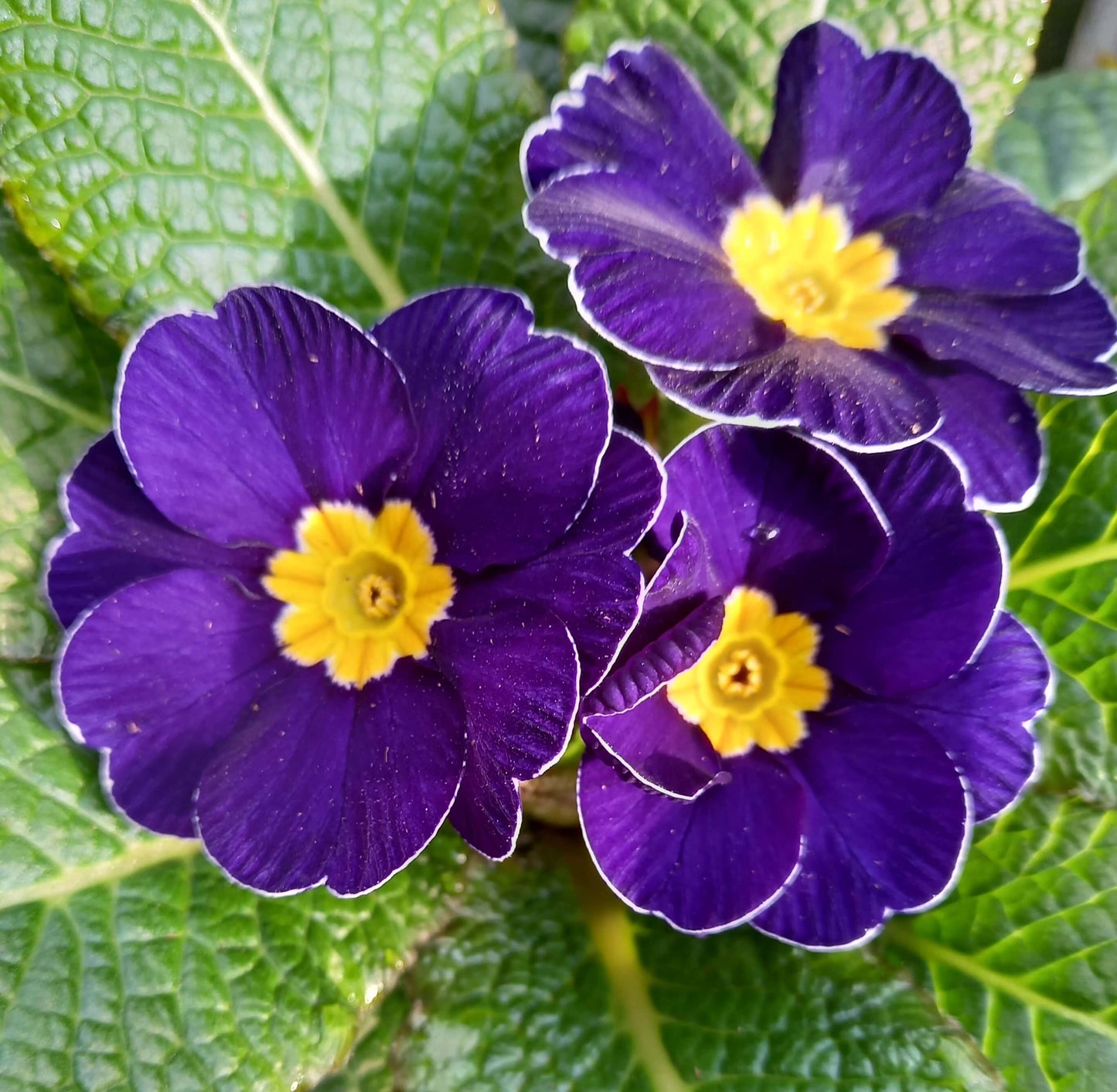 Frühlingsprimel (Primula vulgaris) bunt im Set