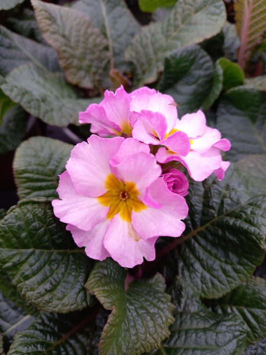 Stielprimel (Primula elatior) 'Spring Bouquet' in verschiedenen Farben
