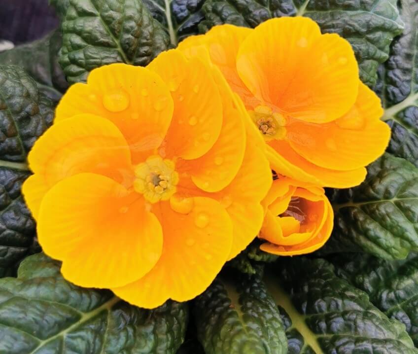 Frühlingsprimel (Primula vulgaris) bunt im Set
