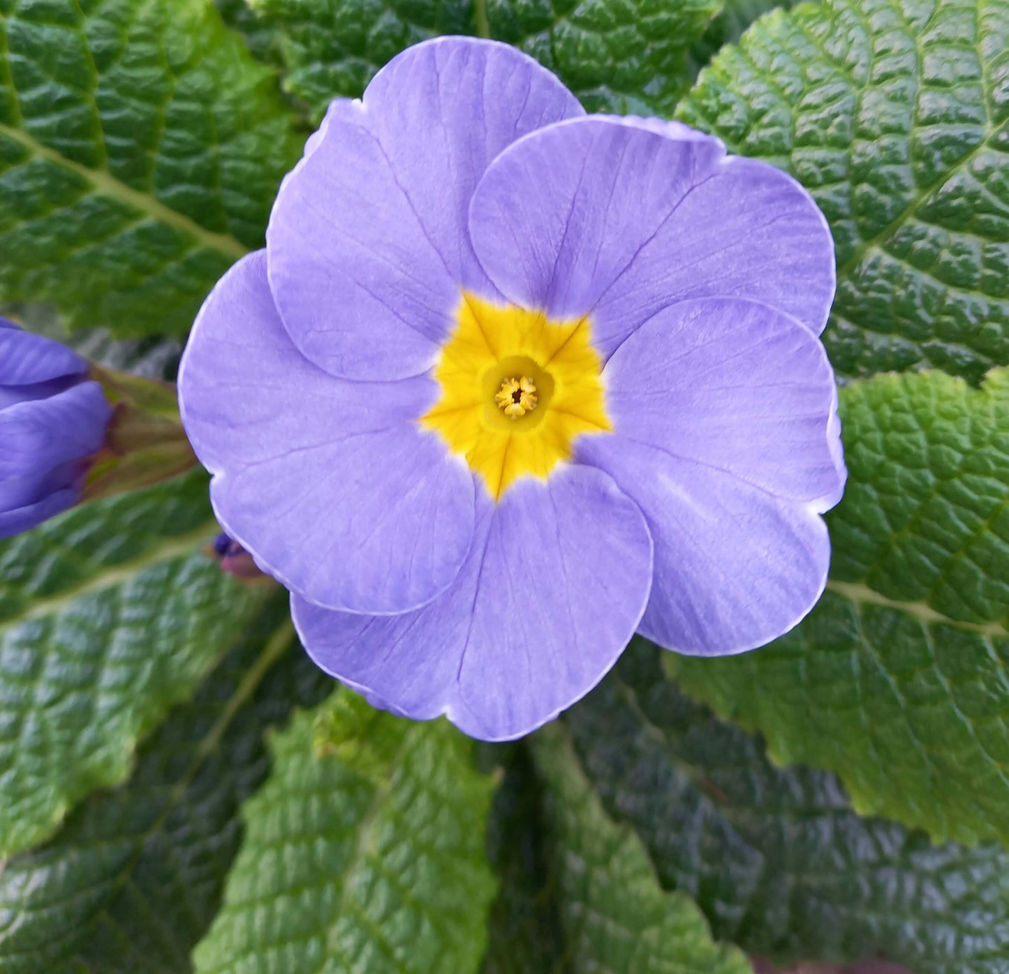 Frühlingsprimel (Primula vulgaris) bunt im Set