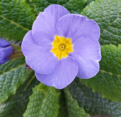Frühlingsprimel (Primula vulgaris) bunt im Set