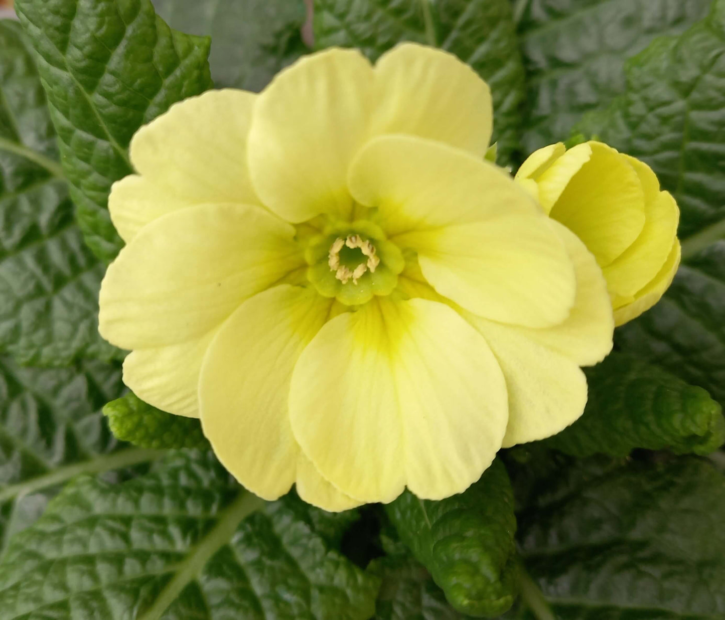 Frühlingsprimel (Primula vulgaris) bunt im Set