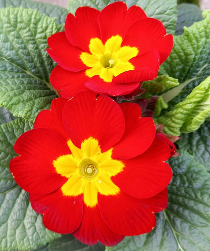 Frühlingsprimel (Primula vulgaris) bunt im Set