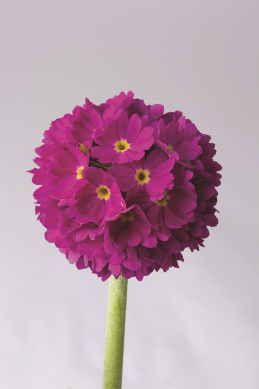 Kugel-Primel (Primula denticulata) 'Prom' in verschiedenen Farben