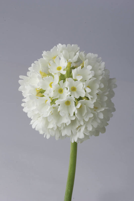 Kugel-Primel (Primula denticulata) 'Prom' in verschiedenen Farben