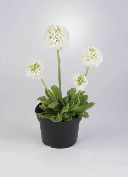 Kugel-Primel (Primula denticulata) 'Prom' in verschiedenen Farben