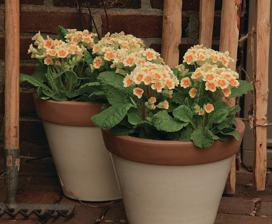Schlüsselblume (Primula veris) in verschiedenen Sorten | 3 Stück