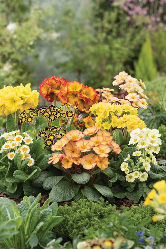 Stielprimel (Primula veris/elatior) bunt im Set