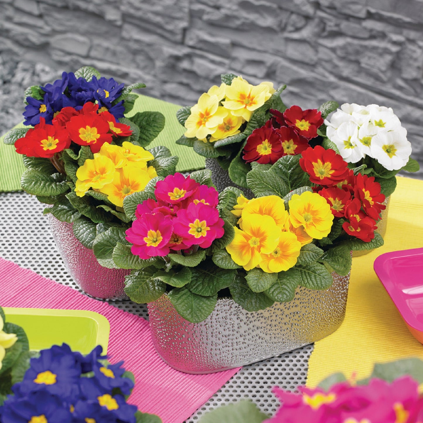 Frühlingsprimel (Primula vulgaris) bunt im Set