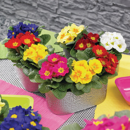 Frühlingsprimel (Primula vulgaris) bunt im Set
