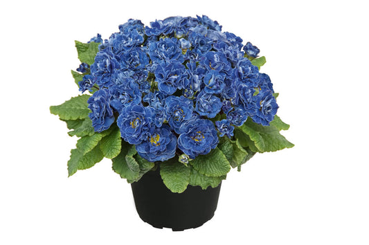 Edle Rosenprimel (Primula vulgaris) 'Belarina' in verschiedenen Farben - winterhart